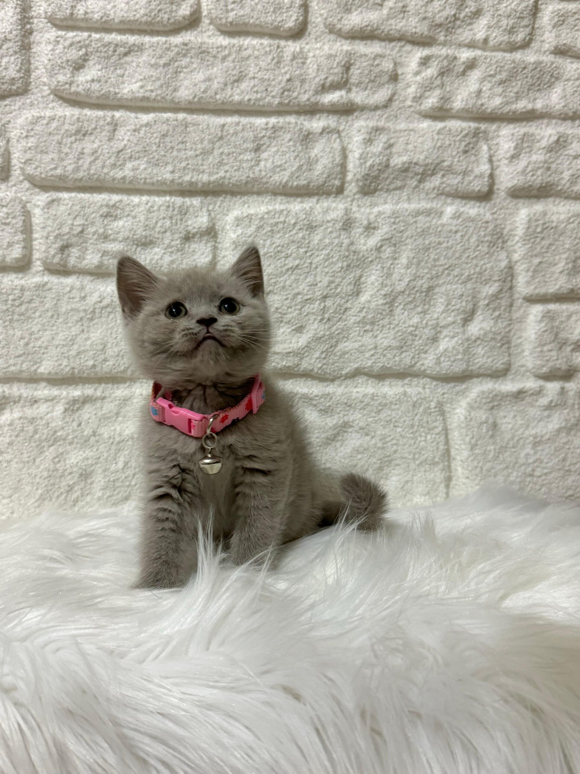 British Shorthair Fiyatları ve Sahiplendirme Süreci Petyasam.com ile Çok Kolay