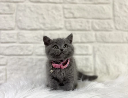 British Shorthair Irkını Yakından Tanıyın